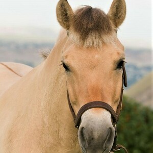 Team Page: Team Vesla